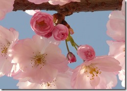 cherry-blossom-6414_640